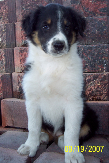8 wks old